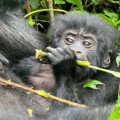 Expedice Go za gorilou upozorňuje na kritické ohrožení goril horských a chudobu ve Rwandě a Ugandě